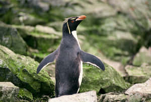 Rockhopper Penguin On Rocks.jpg Wallpaper