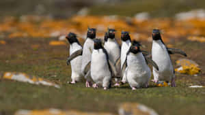 Rockhopper Penguin Parade Wallpaper