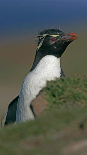 Rockhopper Penguin Portrait Wallpaper