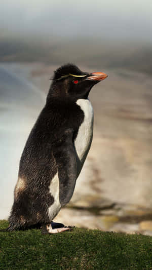 Rockhopper Penguin Portrait Wallpaper