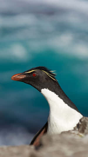 Rockhopper Penguin Portrait Wallpaper