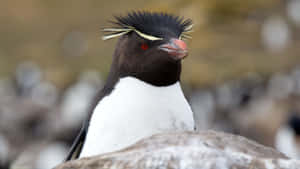 Rockhopper Penguin Portrait Wallpaper