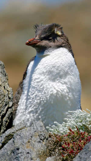 Rockhopper Penguin Restingon Rocks Wallpaper