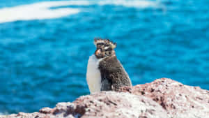 Rockhopper Penguin Seaside Perch Wallpaper