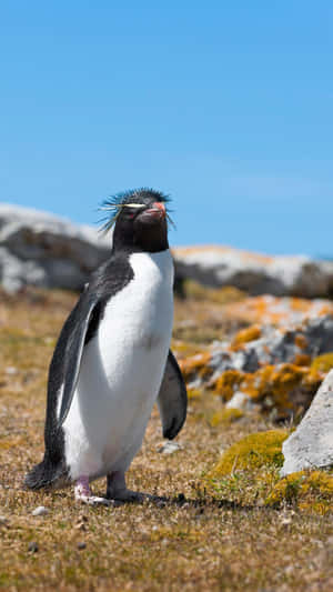 Rockhopper Penguin Standing Nature Background Wallpaper