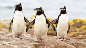 Rockhopper Penguin Trio Coastline Wallpaper