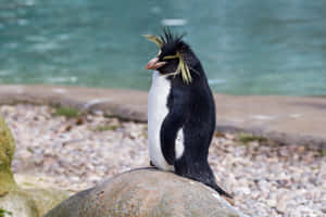 Rockhopper Penguinon Coastal Rock Wallpaper