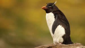 Rockhopper Penguinon Rock Wallpaper