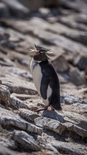 Rockhopper Penguinon Rocks Wallpaper