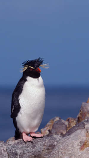 Rockhopper Penguinon Rocks Wallpaper