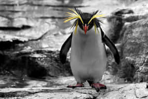 Rockhopper Penguinon Rocks.jpg Wallpaper