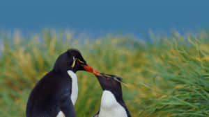 Rockhopper Penguins Affectionate Moment Wallpaper