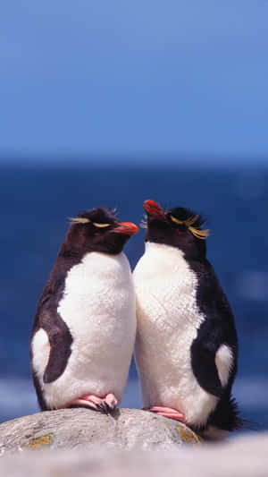 Rockhopper Penguins Conversation Wallpaper