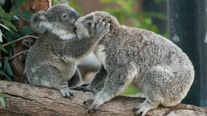Rocky Beach Facing An Adriatic Sea Sunrise Wallpaper