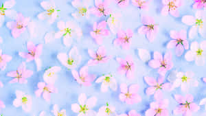 Rocky Mountain Overlook Wallpaper