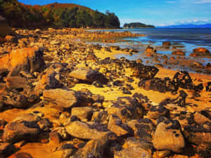 Rocky_ Shoreline_ Nelson_ New_ Zealand Wallpaper