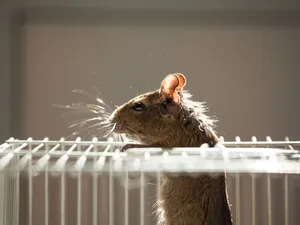 Rodent Sunlit Profile Wallpaper