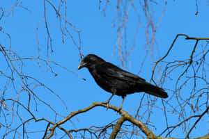 Rook Bird Perchedon Branch Wallpaper