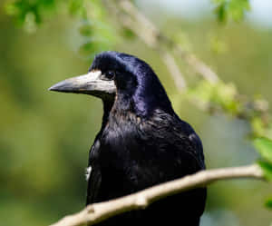 Rook Bird Portrait Wallpaper