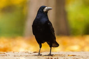 Rook Bird Standing Autumn Leaves Wallpaper