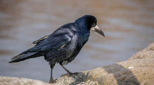 Rook Bird Standingon Rock Wallpaper