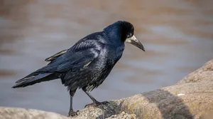 Rook Bird Standingon Rock Wallpaper