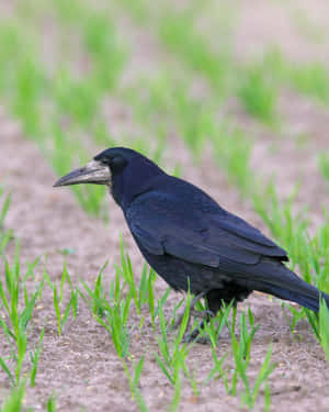 Rook Birdin Grassy Field.jpg Wallpaper