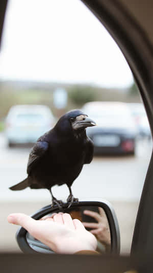 Rook Perchedon Car Side Mirror Wallpaper