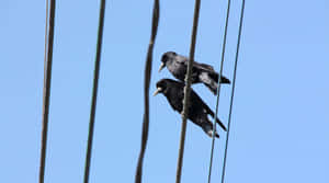 Rooks Perched On Wires Wallpaper