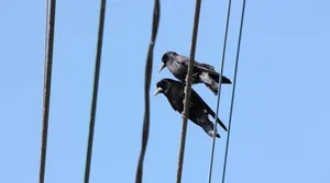 Rooks Perched On Wires Wallpaper