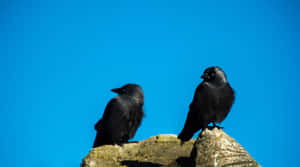 Rooks Perchedon Rock Against Blue Sky Wallpaper