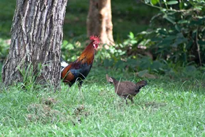 Roosterand Henin Natural Habitat.jpg Wallpaper