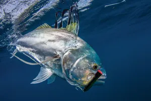Roosterfish Caughtand Released Underwater Wallpaper