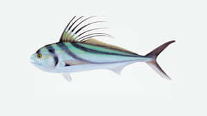 Roosterfish Profile Isolated Background.jpg Wallpaper