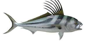 Roosterfish Side View Wallpaper