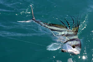 Roosterfish Swimming Near Surface Wallpaper