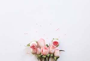 Rose Buds Aesthetic Pink Desktop Wallpaper