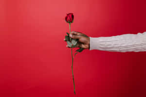 Rose Ceremony Red Background Wallpaper