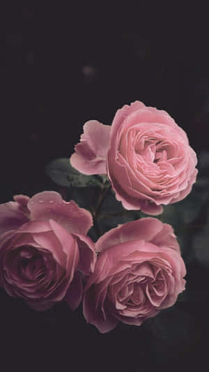 Rose Flowers In Pink Aesthetic Iphone Wallpaper