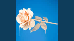Rose From A Unilateral Relationship Wallpaper