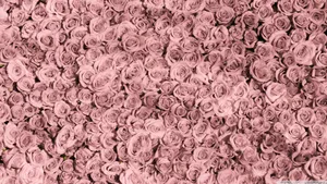 Rose Gold Aesthetic Desktop Design Wallpaper