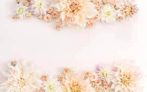 Rose Gold Carnation Flowers Laptop Wallpaper