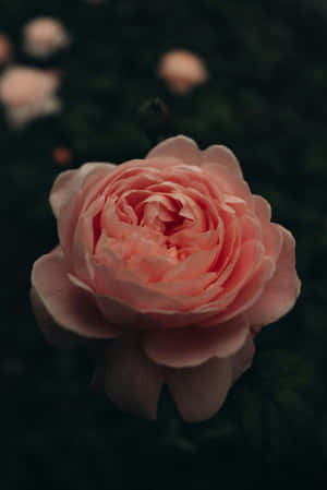 Rose Gold Pastel Bloom Wallpaper