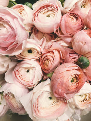 Rose Gold Pastel Ranunculus Bouquet Wallpaper