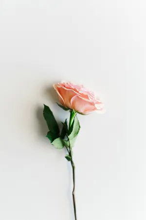 Rose Gold Pastel Rose Aesthetic.jpg Wallpaper