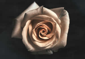 Rose Gold Pastel Rose Closeup Wallpaper