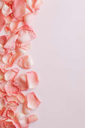 Rose Gold Petal Gradient Pastel Background Wallpaper