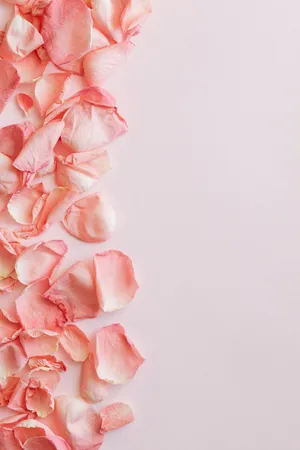 Rose Gold Petal Gradient Pastel Background Wallpaper