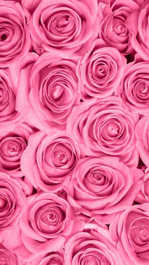 Rose Pattern Wallpaper Wallpaper