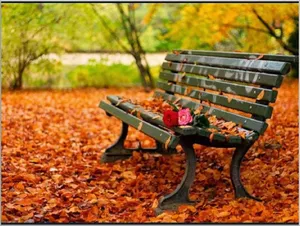 Roses On Bench Wallpaper